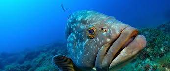 Dolfinu Biancu — Plongée